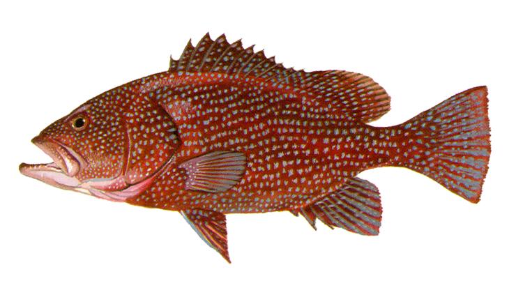 Speckled Hind - Epinephelus drummondhayi Speckled Hind - Epinephelus drummondhayi