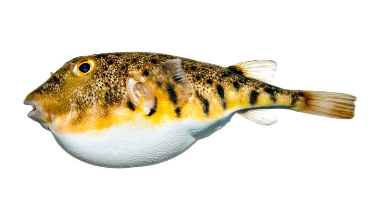 Northern Puffer - Sphoeroides maculatus Northern Puffer - Sphoeroides maculatus
