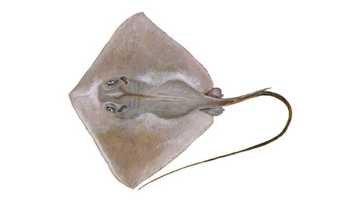 Stingrays Atlantic Stingray - Hypanus sabinus