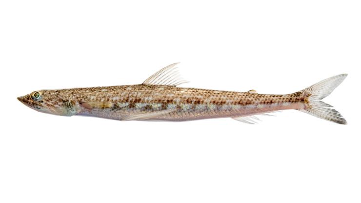 Inshore Lizardfish - Synodus foetens Inshore Lizardfish - Synodus foetens