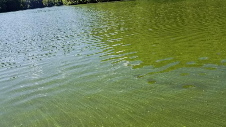 Waterville algal bloom