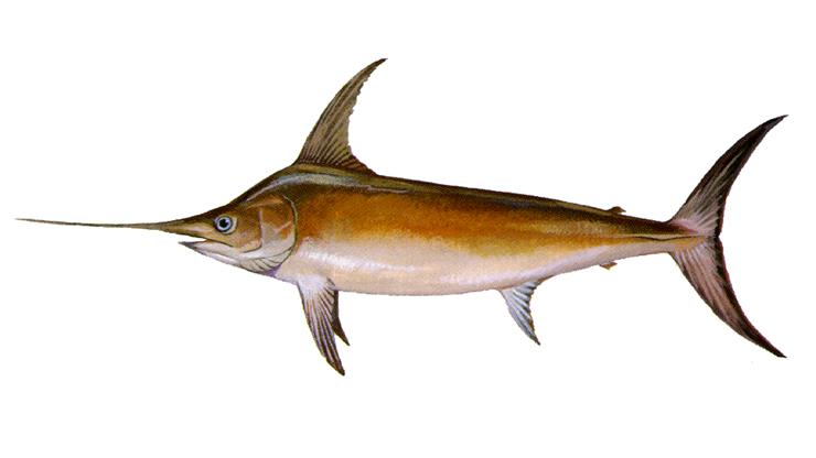 Swordfish - Xiphias gladius Swordfish - Xiphias gladius