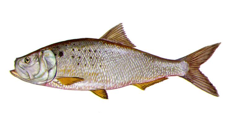 Atlantic Menhaden - Brevoortia tyrannus Atlantic Menhaden - Brevoortia tyrannus