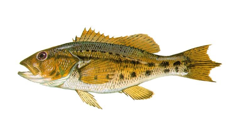 Bank Sea Bass - Centropristis ocyurus Bank Sea Bass - Centropristis ocyurus