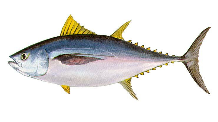 Bigeye Tuna - Thunnus obesus Bigeye Tuna - Thunnus obesus