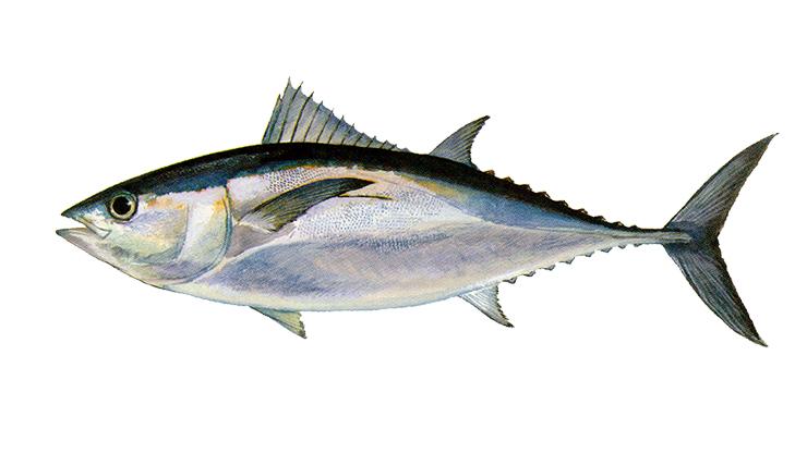 Blackfin Tuna - Thunnus atlanticus Blackfin Tuna - Thunnus atlanticus