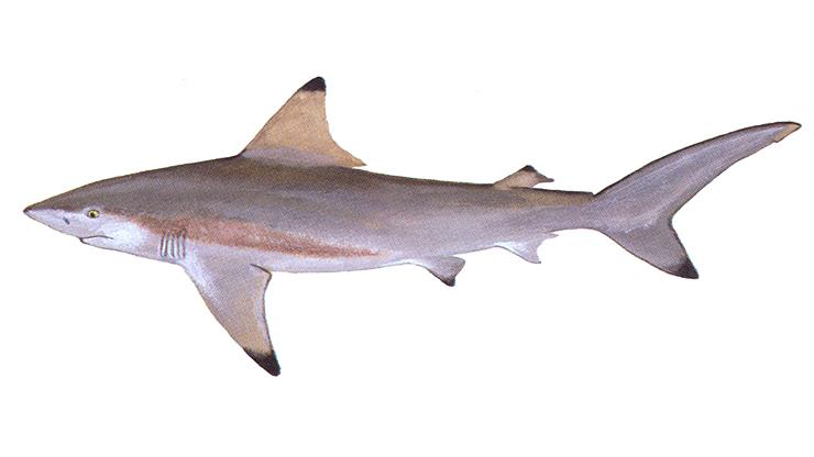 Sharks Blacktip Shark - Carcharhinus limbatus