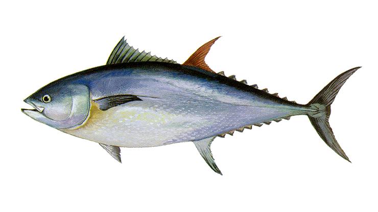 Bluefin Tuna - Thunnus thynnus Bluefin Tuna - Thunnus thynnus