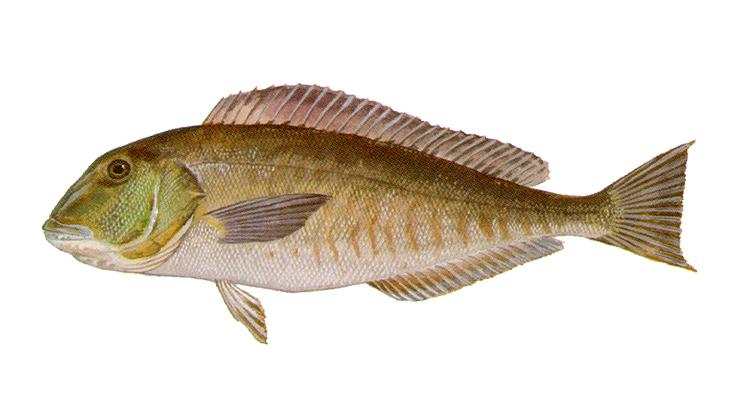 Blueline Tilefish - Caulolatilus microps Blueline Tilefish - Caulolatilus microps