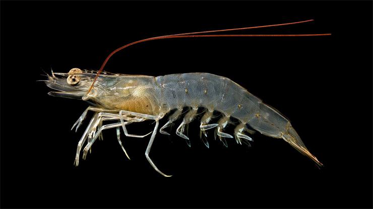 Crustaceans Brown Shrimp - Farfantepenaeus aztecus