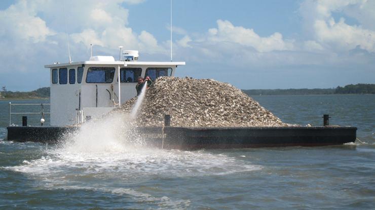 Cultch Planting Oyster shells being deployed