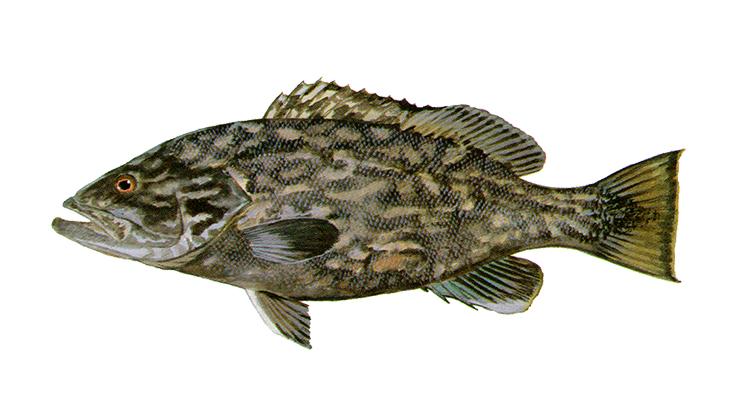 Gag - Mycteroperca microlepis Gag - Mycteroperca microlepis