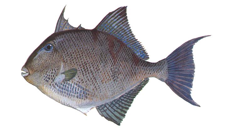 Gray Triggerfish - Balistes capriscus Gray Triggerfish - Balistes capriscus