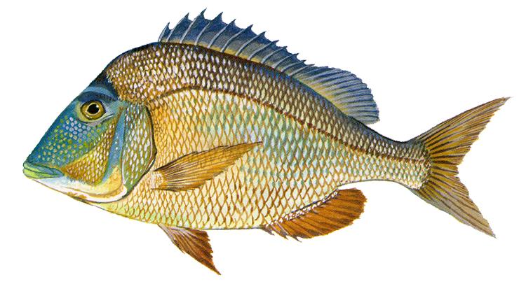 Knobbed Porgy - Calamus nodosus Knobbed Porgy - Calamus nodosus
