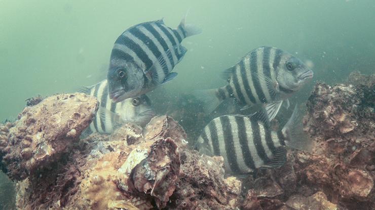 Oyster Sanctuaries Sheepshead using an Oyster Sanctuary
