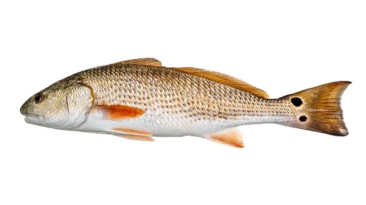Can't Beat Those Red Drum! Red Drum - Sciaenops ocellatus