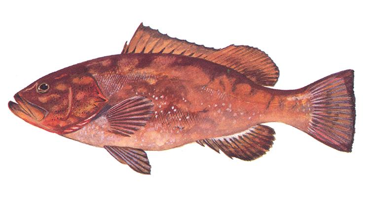 Red Grouper - Epinephelus morio Red Grouper - Epinephelus morio