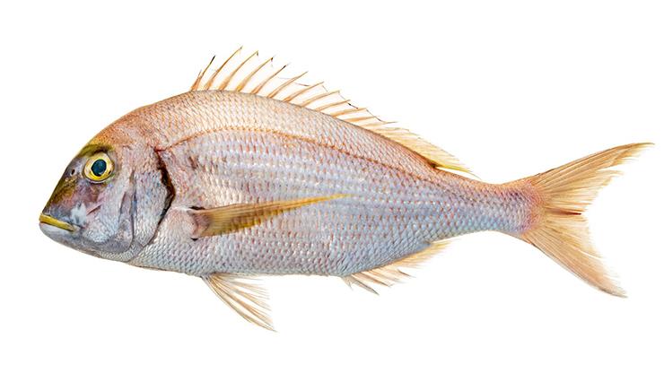 Red Porgy - Pagrus pagrus Red Porgy - Pagrus pagrus