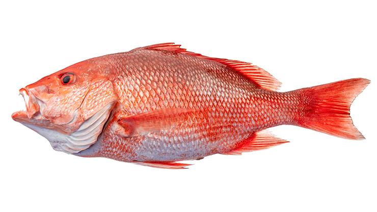 Red Snapper - Lutjanus campechanus Red Snapper - Lutjanus campechanus