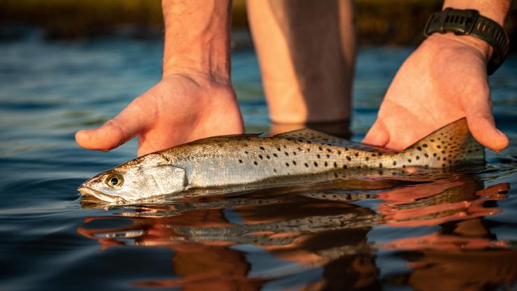 Releasing a Spotted Seatrout Releasing a Spotted Seatrout