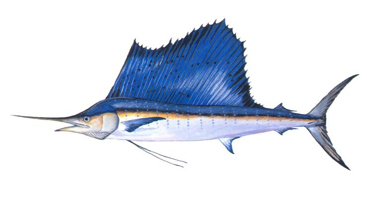 Sailfish - Istiophorus platypterus Sailfish - Istiophorus platypterus