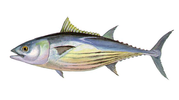 Skipjack Tuna - Katsuwonus pelamis Skipjack Tuna - Katsuwonus pelamis