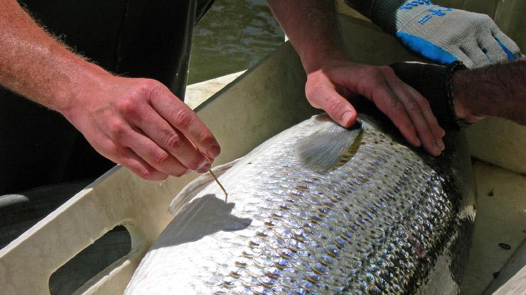 Fish Tagging Program Tagging a Striped Bass