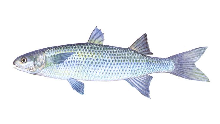 Striped Mullet - Mugil cephalus Striped Mullet - Mugil cephalus