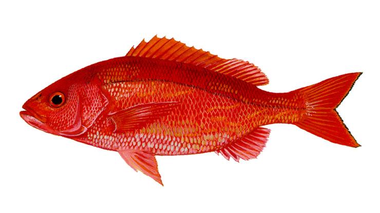 Vermilion Snapper - Rhomboplites aurorubens Vermilion Snapper - Rhomboplites aurorubens