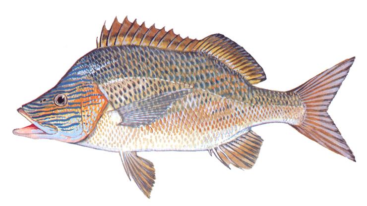 White Grunt - Haemulon plumieri White Grunt - Haemulon plumieri