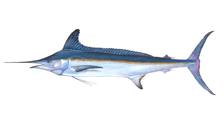White Marlin - Tetrapturus albidus White Marlin - Tetrapturus albidus