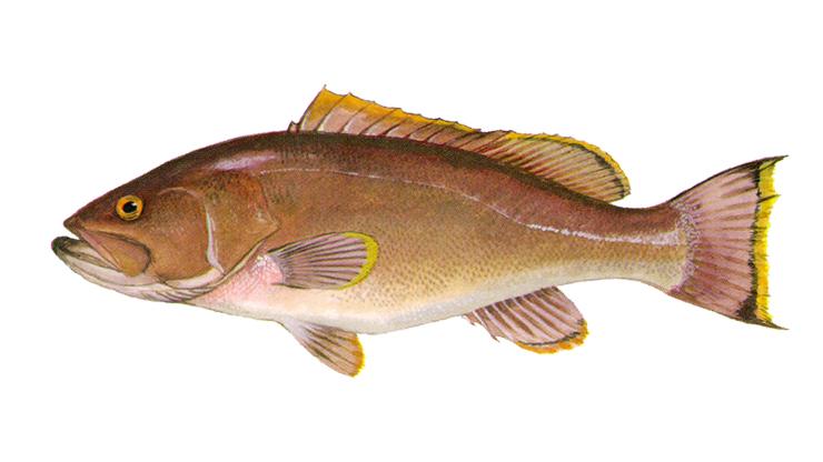 Yellowedge Grouper - Hyporthodus flavolimbatus Yellowedge Grouper - Hyporthodus flavolimbatus