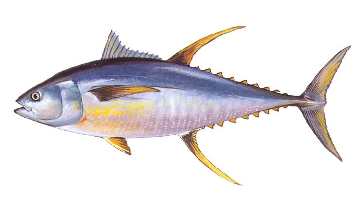 Yellowfin Tuna - Thunnus albacares Yellowfin Tuna - Thunnus albacares