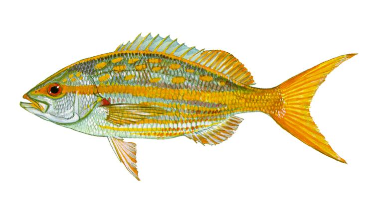 Yellowtail Snapper - Ocyurus chrysurus Yellowtail Snapper - Ocyurus chrysurus
