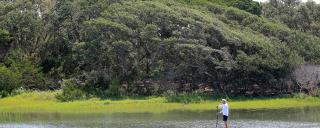 A man on a stand up paddle board, paddles through the marsh with a maritime forest in the background.