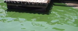algal bloom in water