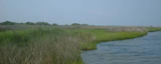 marsh habitat marsh habitat