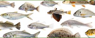 fish photographs fish photographs