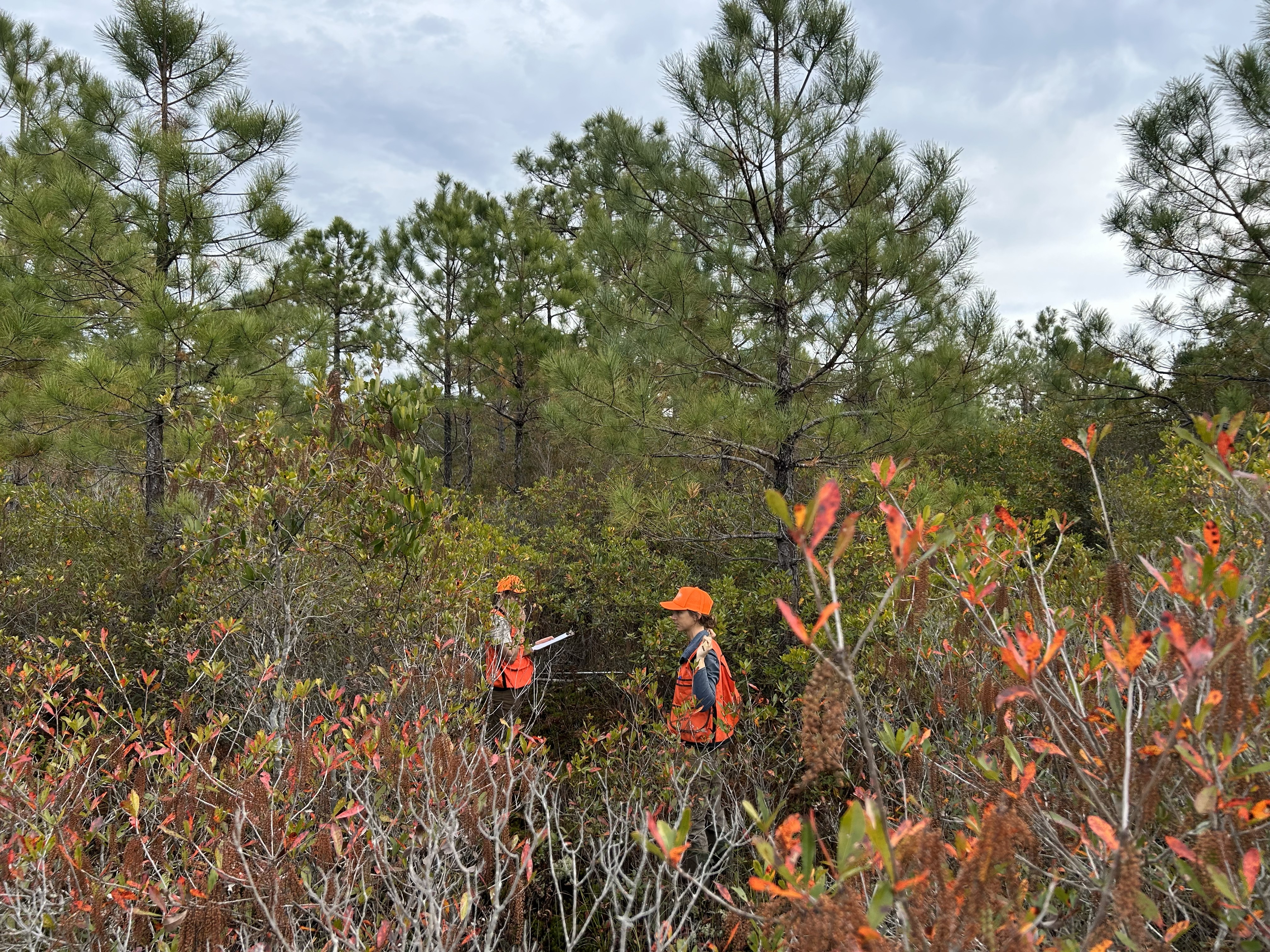 Botanizing in Green Swamp