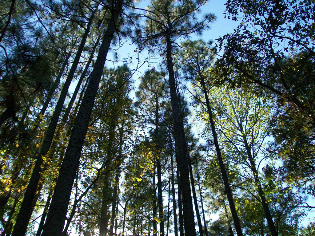 Arnett Branch Longleaf Pine Canopy by Crystal Cockman