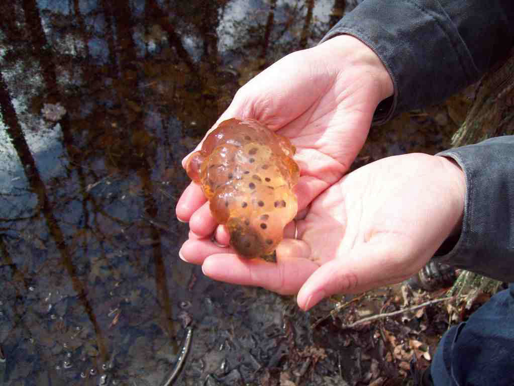 Salamander Eggs at Arnett Branch by Crystal Cockman