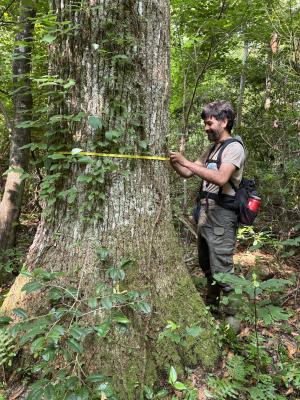 Biologist measuring tree diameter