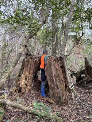 NHP biologist in stump
