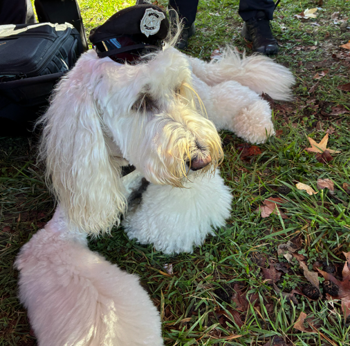 Emotional Support Officer / Dog Kora