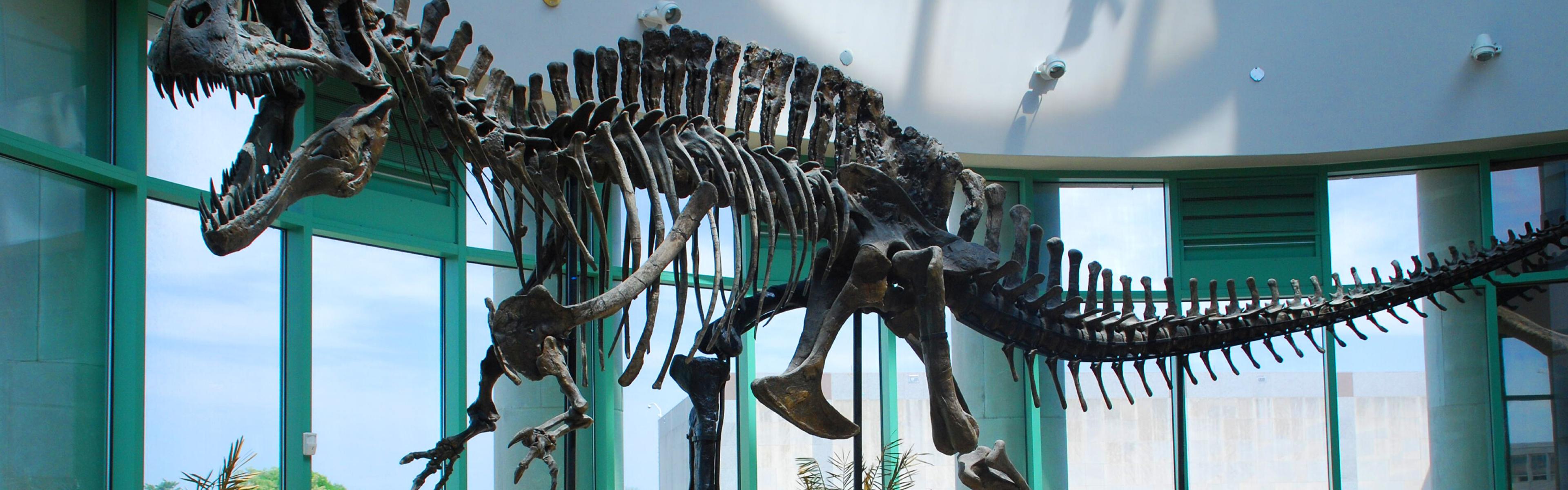 T-rex skeleton