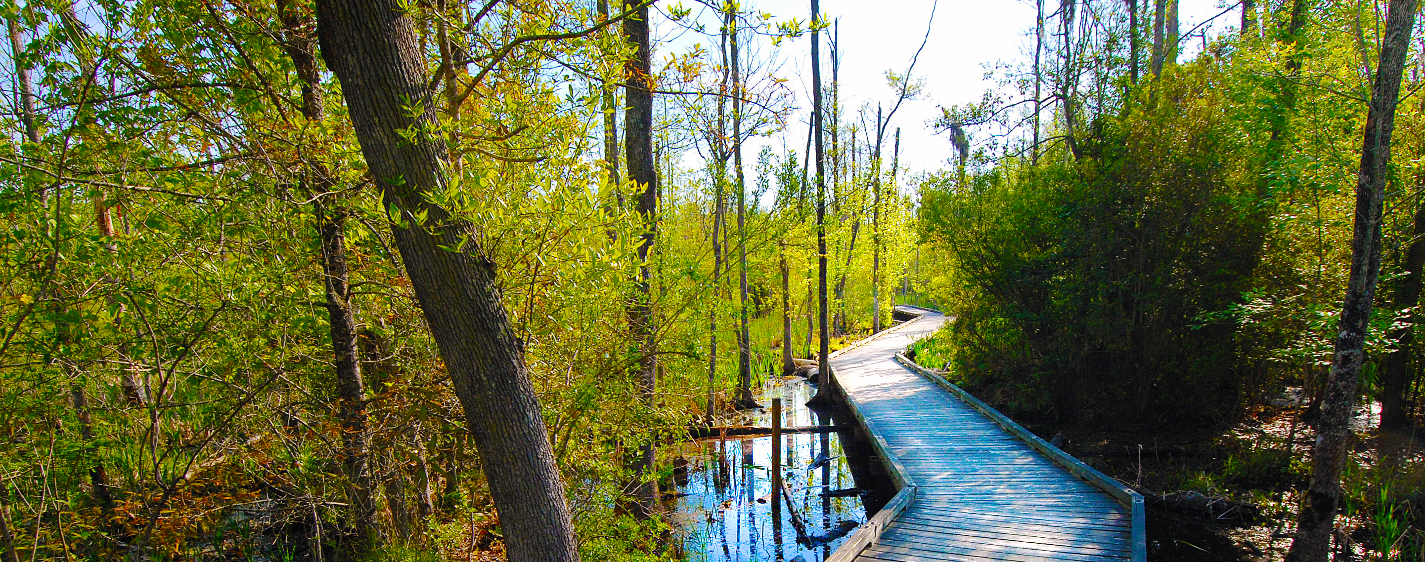 The Palmetto Boardwalk Trail at Goose Creek State Park