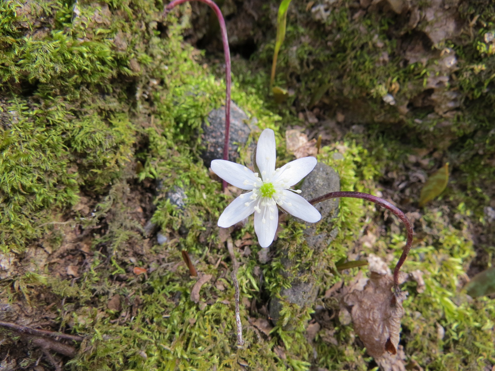 Hepatica bloom