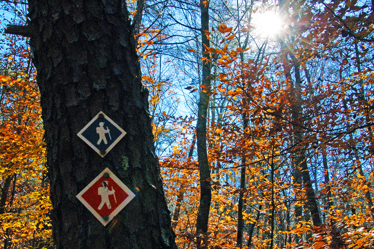 Trail markers at Mayo River State Park