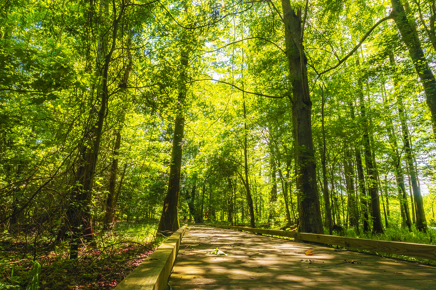 Trail at Merchants Millpond State Park