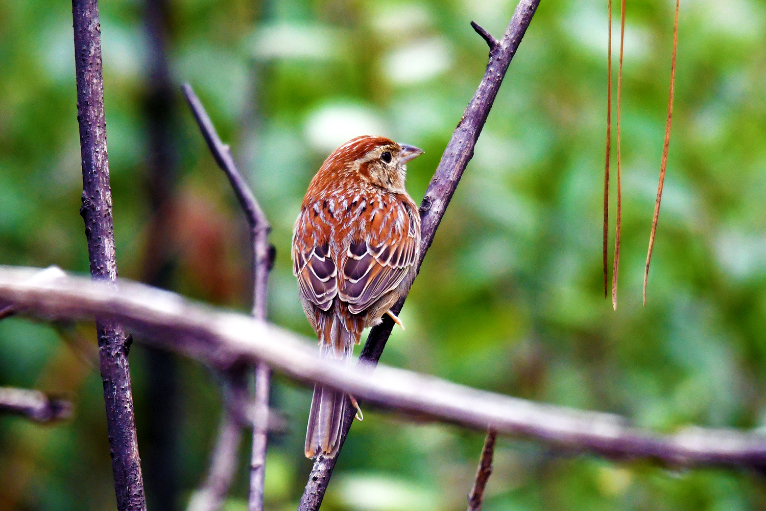 Bachman's sparrow at Carvers Creek State Park